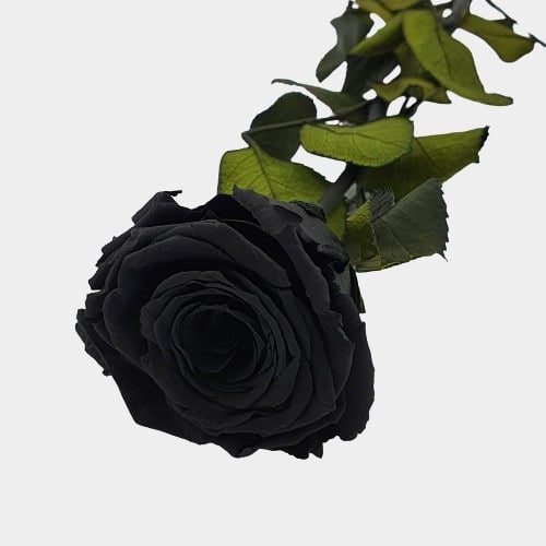FLORI STABILIZATE 4 NEGRU 2 trandafir negru